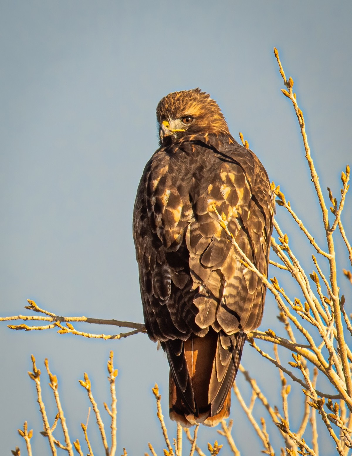 Other Birds of Prey Texas Photo Man